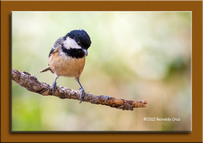 Chapim-carvoeiro --- Coal Tit --- (Parus ater)