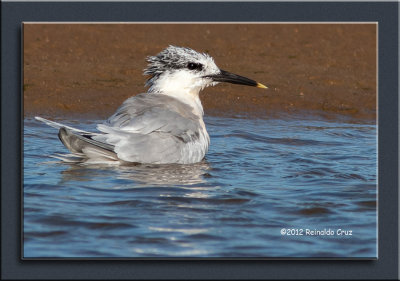 Garajau  ---  Sandwich Tern  ---  (Sterna sandvicensis )