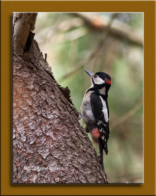 Pica-pau-malhado  ---  Great Spotted Woodpecker  ---  (Dendrocopos major)