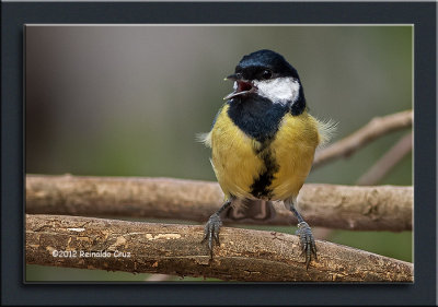 Chapim-real --- Great Tit --- (Parus major )