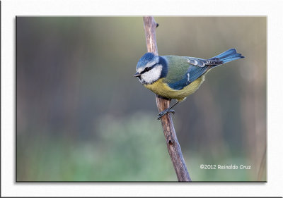 Chapim-azul  ---  Blue Tit  ---  (Parus caeruleus)