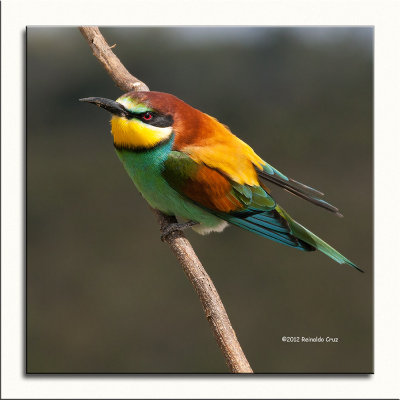 Abelharuco-comum --- Bee-eater --- (Merops apiaster) 