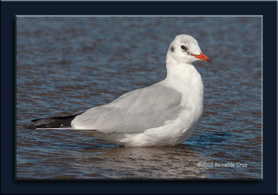 Guincho  ---  Black-headed Gull  ---  (Chroicocephalus ridibundus)