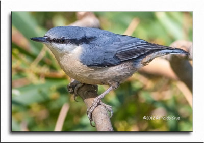 Trepadeira-azul  ---  Nuthatch  ---  (Sitta europaea)  