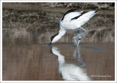 Alfaiate  ---  Pied Avocet  ---  (Recurvirostra avosetta)