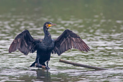 Corvo-marinho  ---  Cormorant  ---  (Phalacrocorax carbo )