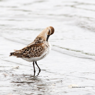 Pilrito-das-praias  ---  Sanderling  ---  ( Calidris alba )