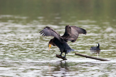 Corvo-marinho  ---  Cormorant  ---  (Phalacrocorax carbo )
