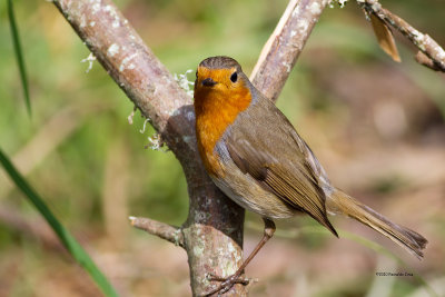 Pisco-de-peito-ruivo  ---   Robin  ---  (Erithacus rubecula)