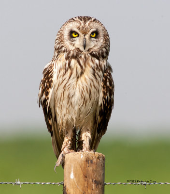 Coruja-do-nabal  ---  Short-eared Owl  ---  (Asio flammeus)