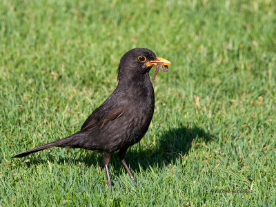 Melro  ---  Black Bird  ---  (Turdus merula)