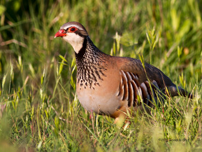 Perdiz-comum --- Red-legged Partridge --- (Alectoris rufa)