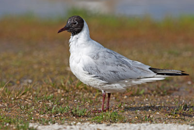 Guincho  ---  Black-headed Gull  ---  ( Larus ridibundus )