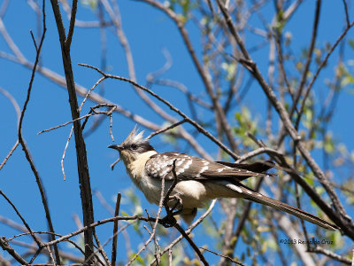 Cuco-rabilongo  -  Great Spotted Cuckoo  -  (Clamator glandarius)