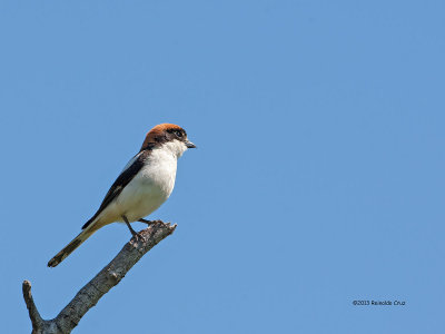 Picano-barreteiro  ---  Woodchat Shrike  ---  (Lanius senator)