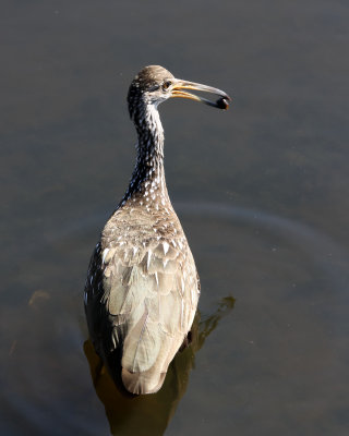 Limpkin IMG_5104.jpg