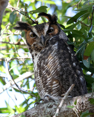 Great Horned Owl IMG_5150.jpg
