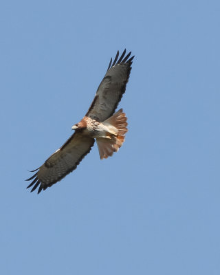 Red-Tailed Hawk IMG_5279.jpg