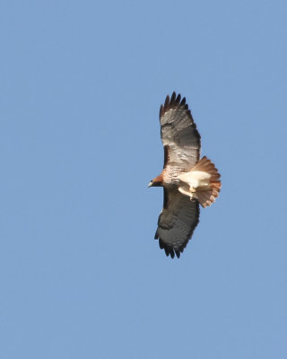 Red-Tailed Hawk IMG_5294.jpg