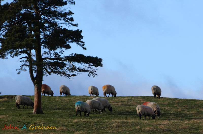 Coats of many colours