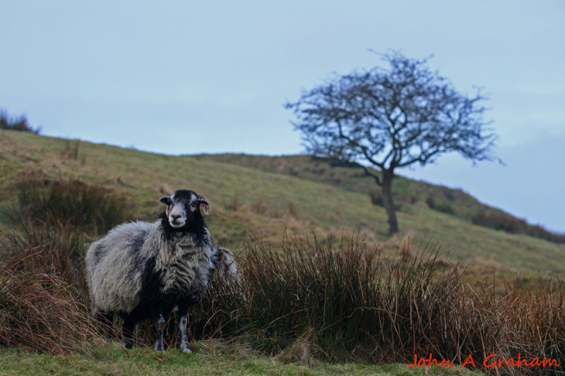 Ewe tree