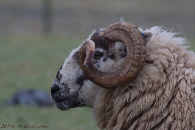 Eye can see ewe