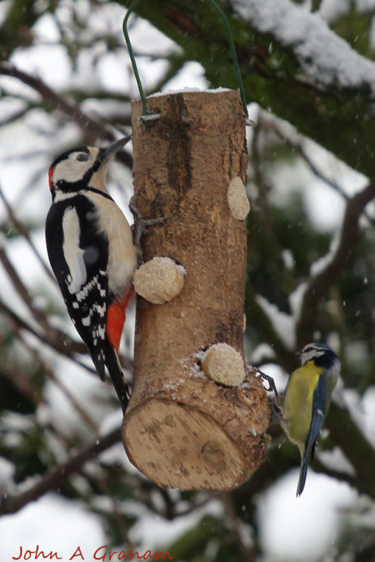 Great spotted woodpecker male