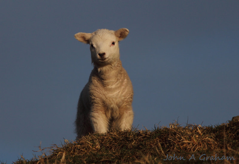 Hill top lamb