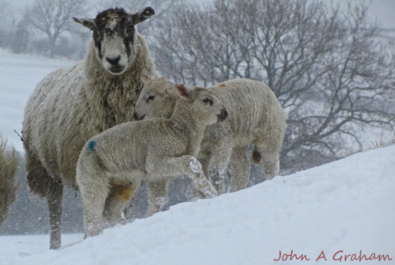 Lambs in a blizzard