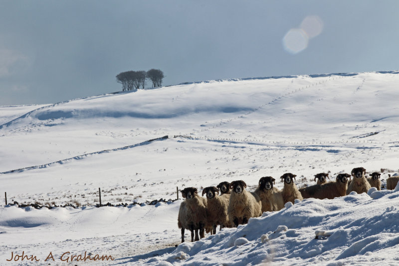 Swaledales and elephants