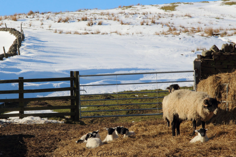 Allotment lambs 