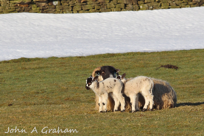 huddle