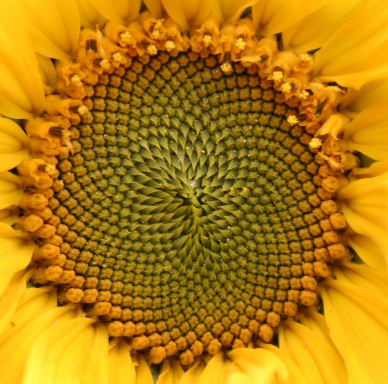 sunflower pattern.