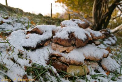 Snowrooms