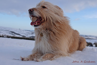 Ozzy sphinx