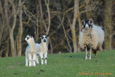 Watching ewe