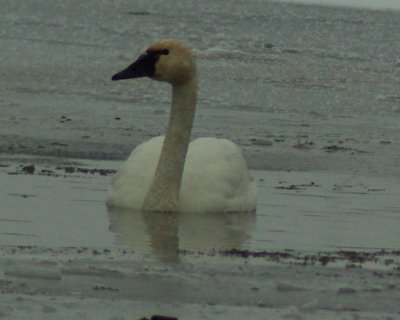 Middle swan 