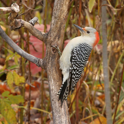 Red-bellied Woodpecker 1548