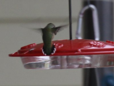 Hummer 1