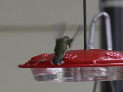 Hummer 4