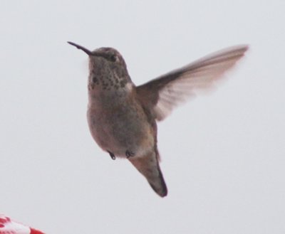 Hummingbird in La Crosse - Nov 2012
