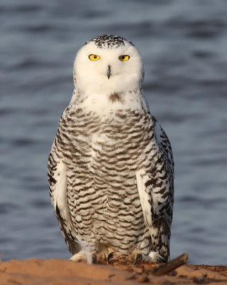Snowy Owl - 16 November 2012