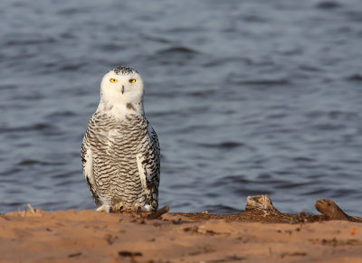 Snowy Owl 2030