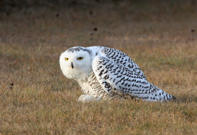 Snowy Owl 2358