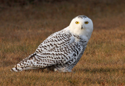 Snowy Owl - 21 November 2012