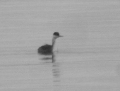 Western Grebe 0171