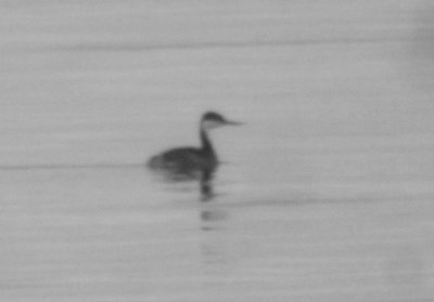 Western Grebe