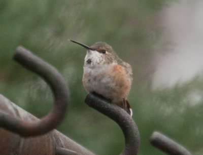 Hummingbird in Brookfield - Nov 2012
