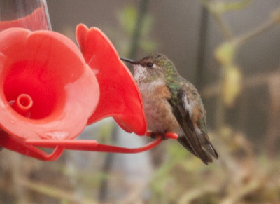 Rufous/Allen's Hummingbird 5509
