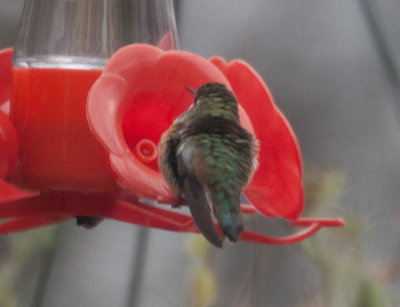 Rufous/Allen's Hummingbird 5514